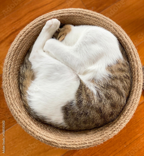 cat curled up in a basket