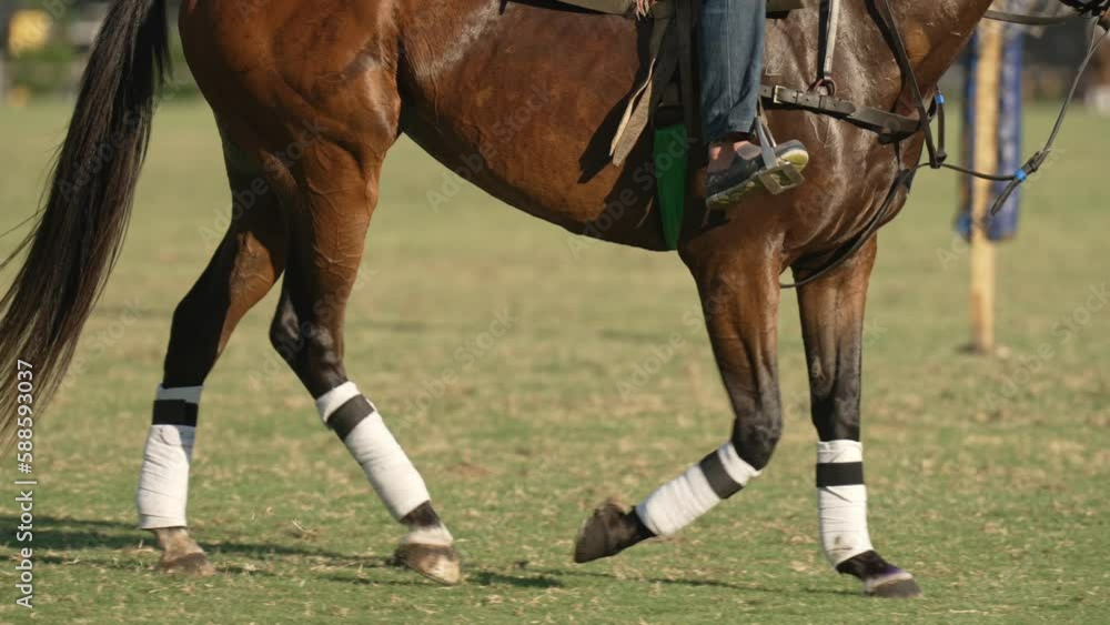 Slow motion close up shot capturing a chestnut horse trotted gracefully