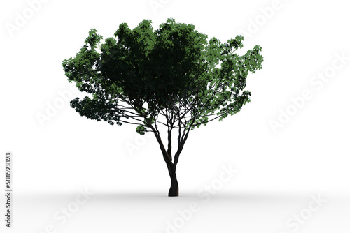 Tree with green leaves growing