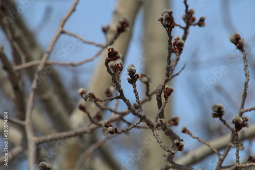 buds on a branch