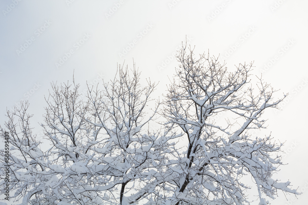 snow covered trees snow covered trees