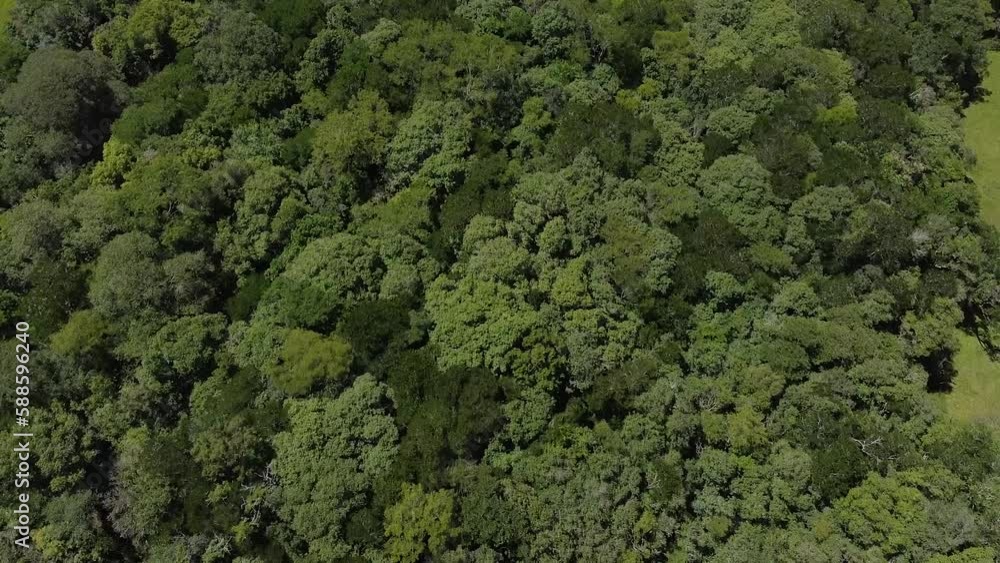 Dense Tropical Forest from Above View Dense Tropical Forest from Above View