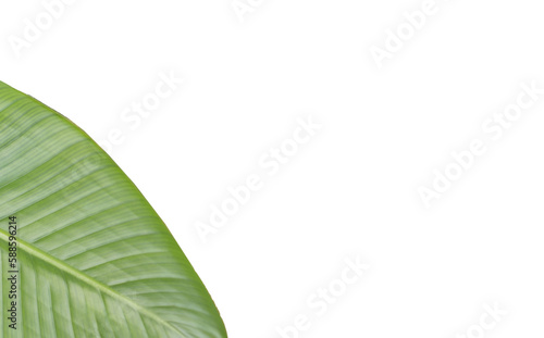 Cropped image of leaf 