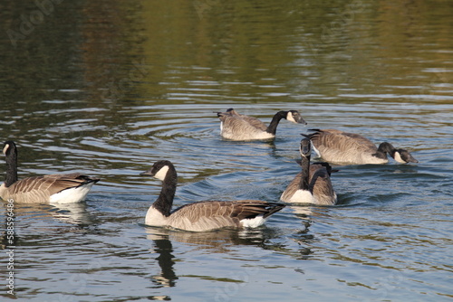 Canadian geese on the water, William Hawrelak Park, Edmonton, Alberta