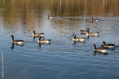 Flock On The Lake, William Hawrelak Park, Edmonton, Alberta