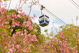 Cable car with cherry blossom in full bloom in Hong Kong