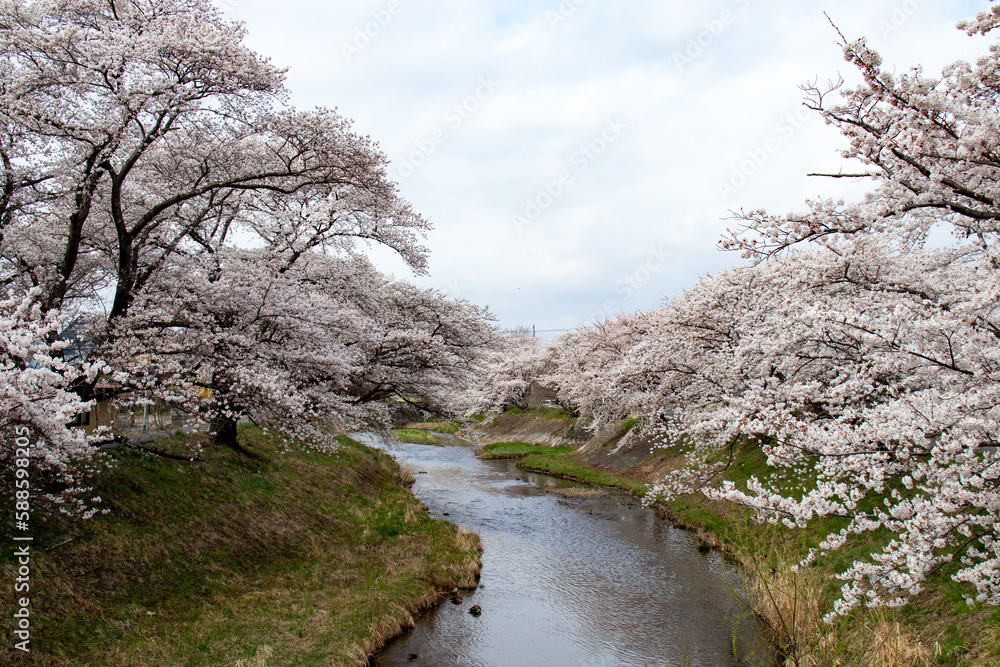 blossom in spring