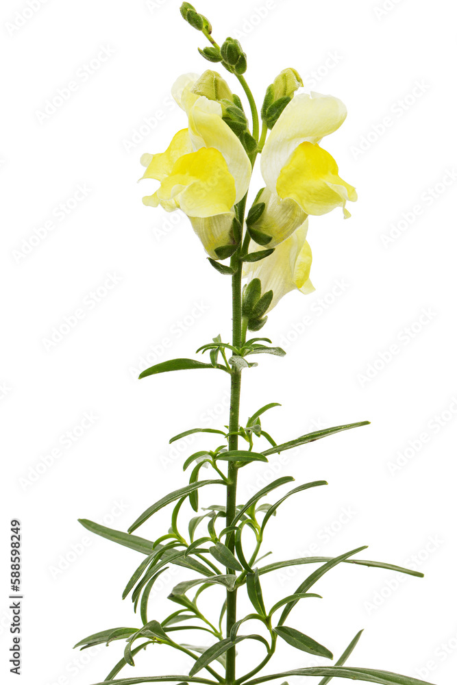 Naklejka premium Yellow flowers of snapdragon, lat.Antirrhinum majus, isolated on white background