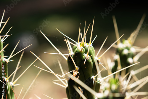 cactus in the garden