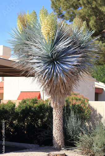 Blue yucca with flowers on its top photo