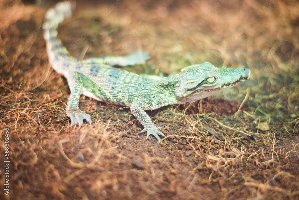 Fototapeta premium Small crocodile baby as a pet