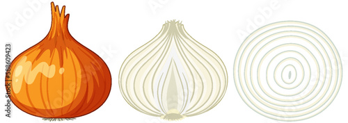 Onion cut in half set