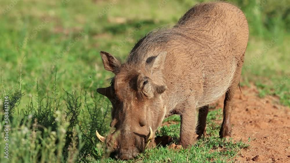 A warthog (Phacochoerus africanus) feeding in natural habitat, Mokala National Park, South Africa A warthog (Phacochoerus africanus) feeding in natural habitat, Mokala National Park, South Africa