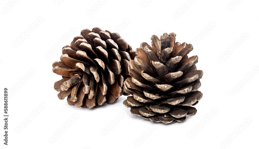 Pine cone on white background Pine cone on white background