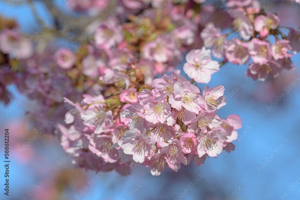 Fototapeta premium 河津桜