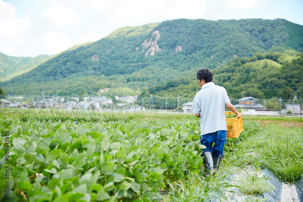 野菜が入ったカゴを抱えて畑を歩く男性の後ろ姿 野菜が入ったカゴを抱えて畑を歩く男性の後ろ姿
