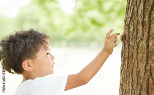 セミの抜け殻を採ろうとする男の子 photo