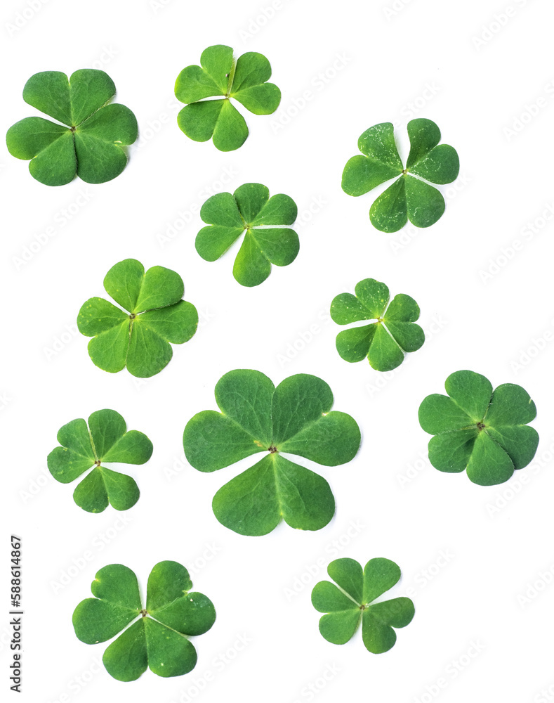 green leaves isolated on white background green leaves isolated on white background