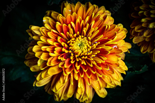 yellow chrysanthemum flower