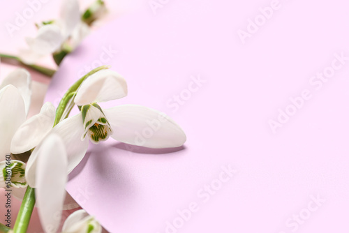 White snowdrop flowers on a...