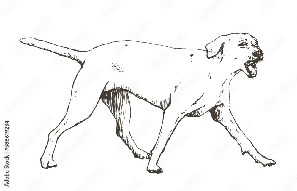Hand drawn realistic sketch of a barking dog, vector illustration