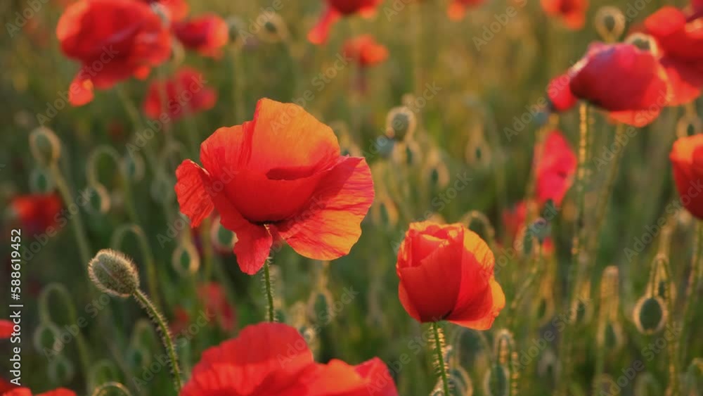 Poppies field sunset. Bright scarlet flowers in the orange sunset light. Warm atmospheric summer landscape. Natural background for design, wallpaper, paintings. Wild wildflowers in the setting sun Poppies field sunset. Bright scarlet flowers in the orange sunset light. Warm atmospheric summer landscape. Natural background for design, wallpaper, paintings. Wild wildflowers in the setting sun
