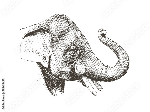 Hand drawn sketch of an elephant lifts up nose. Vector illustration