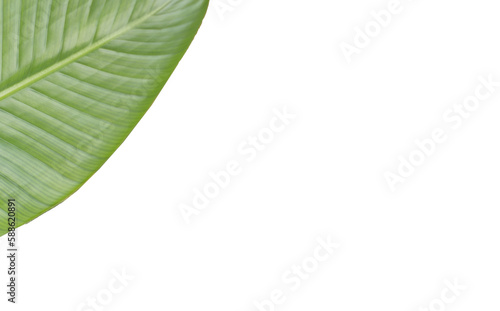 Textured green leaf 