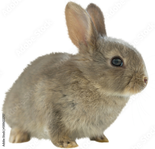 Close-up of brown bunny 
