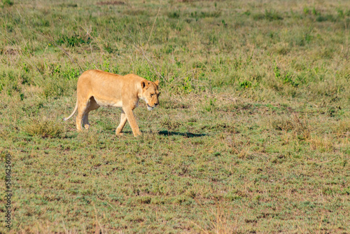 Lioness (Panthera leo) walking in savannah in Serengeti national park, Tanzania