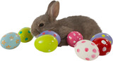 Brown bunny with colorful Easter egg