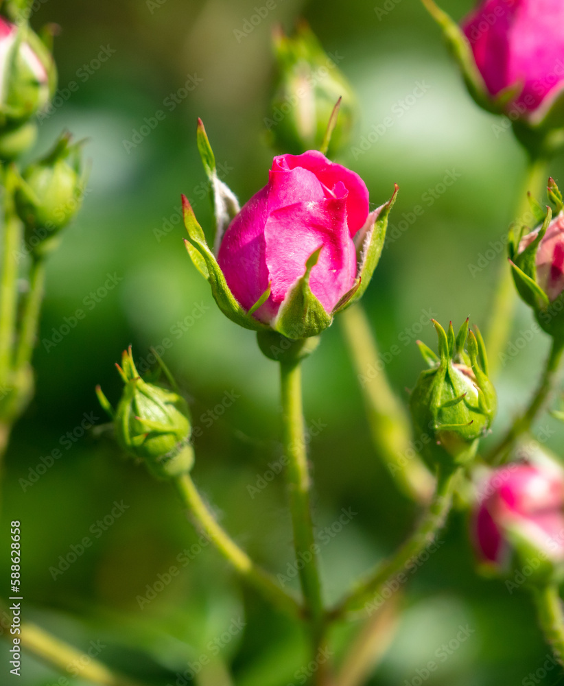 Beautiful pink flower in nature in summer. Close-up Beautiful pink flower in nature in summer. Close-up