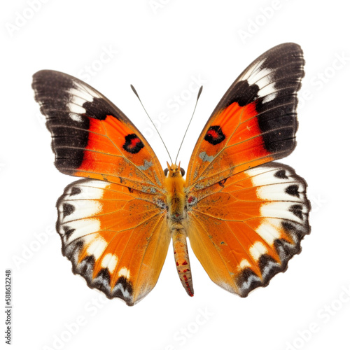 butterfly isolated on white, transparent background, PNG , digital ai art © HappyTime 17