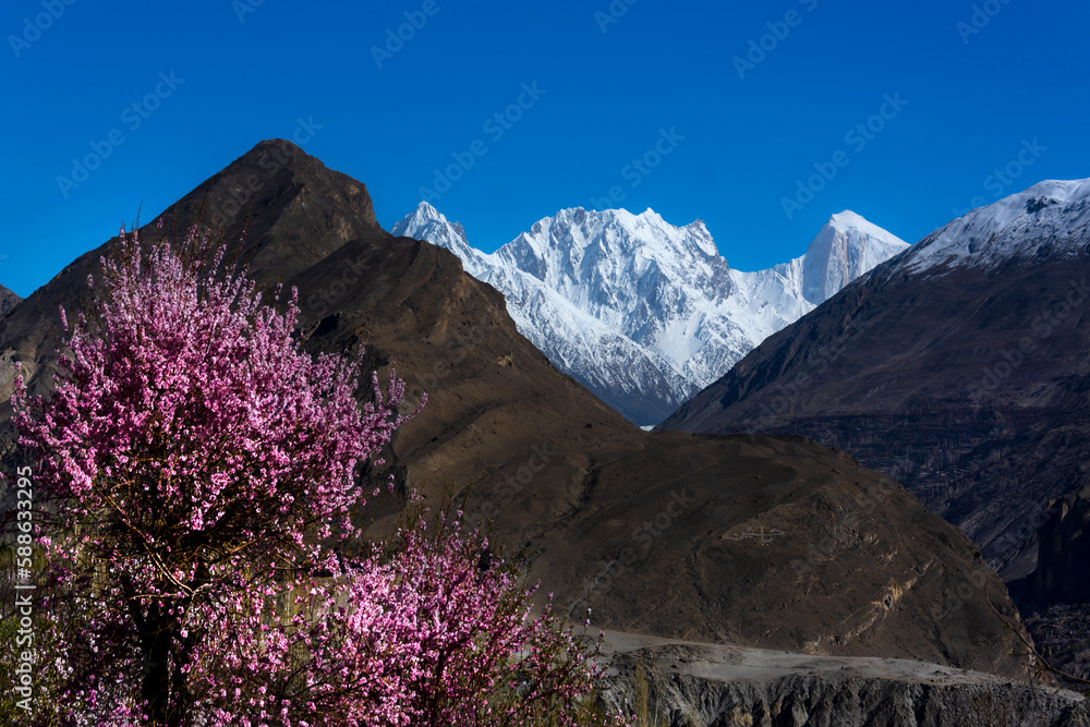 beautiful spring landscape with pink trees and snow high mountains in background 