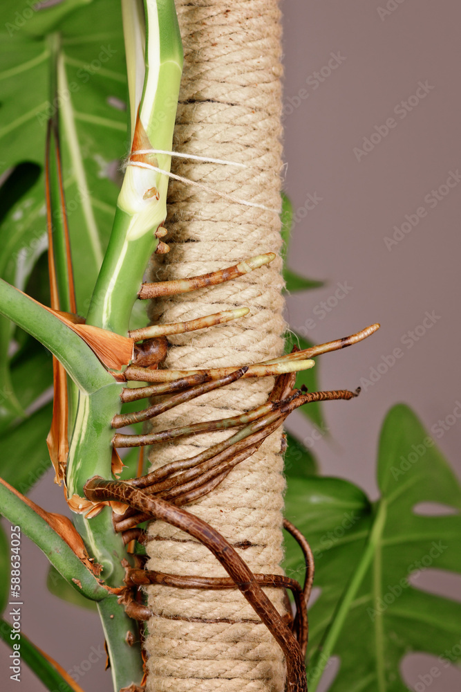Aerial roots of Monstera Deliciosa houseplant attached to climbing pole