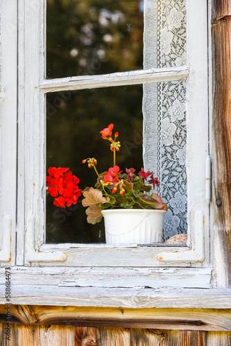 Blooming geranium flower in the window © Lars Johansson