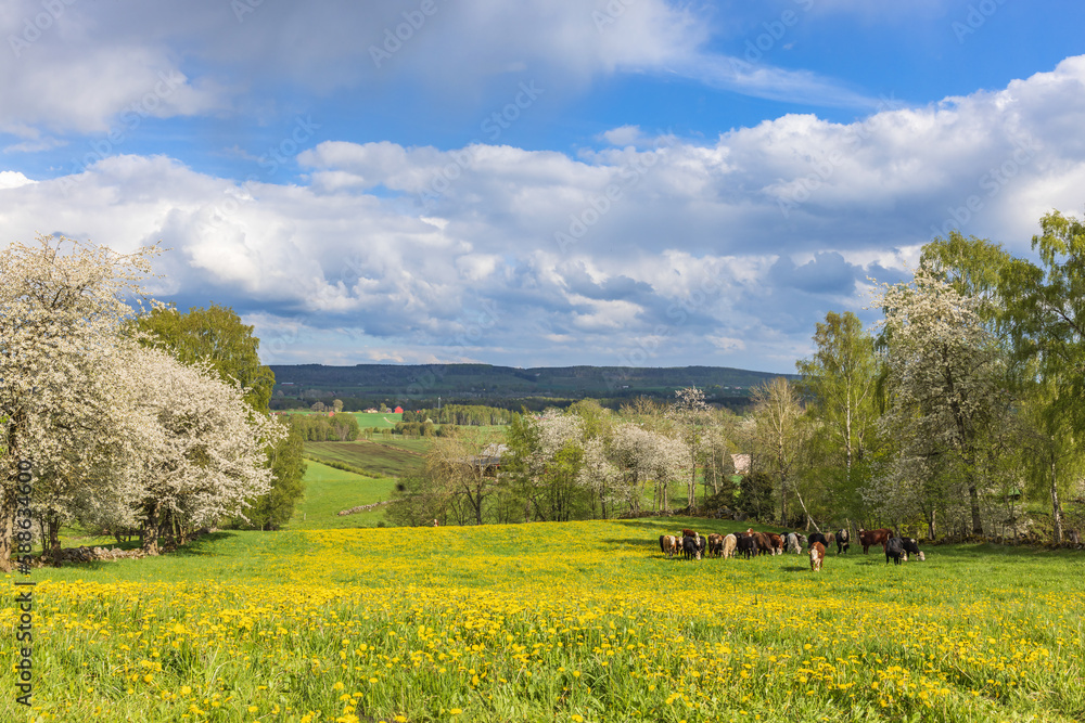 Landscape view with cattle on a meadow at spring