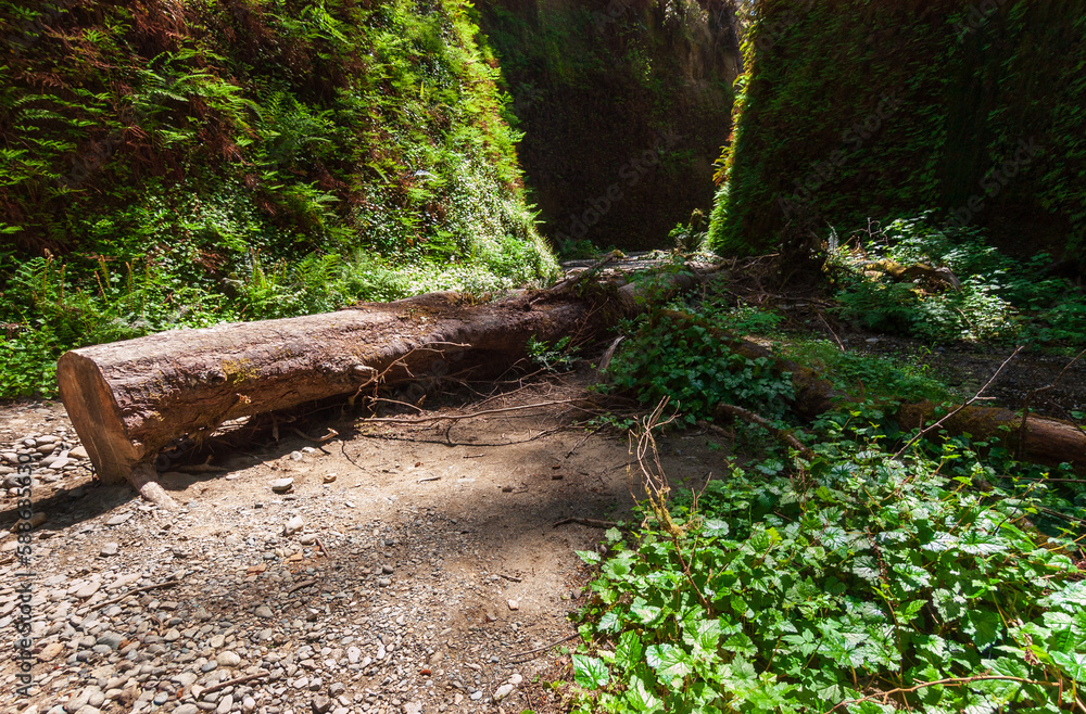 Fern Canyon at Redwood National Park Fern Canyon at Redwood National Park