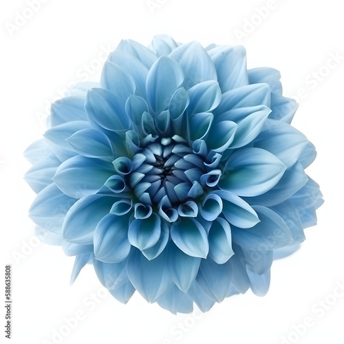 Blue dahlia flower isolated on white © MAJGraphics