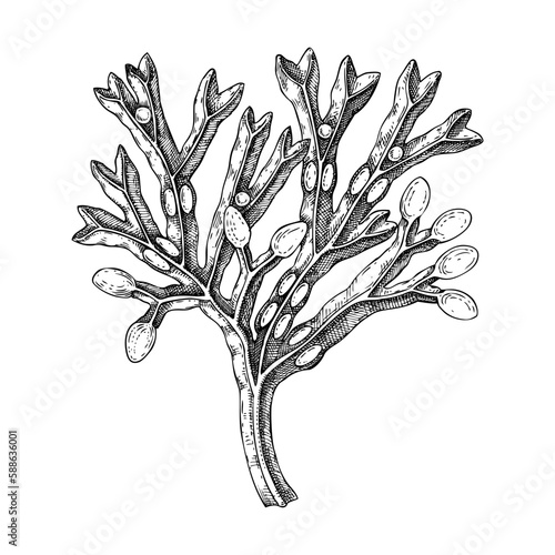 Hand drawn bladder wrack sketch. Red fucus - edible seaweed drawing isolated on white background. Sea kelp vector food illustration. Healthy food ingredient, nutritional supplement.