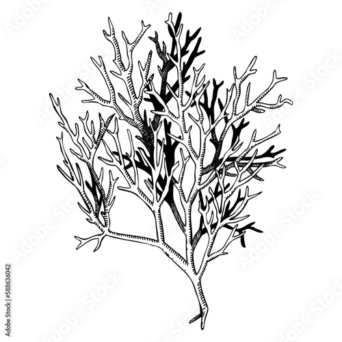 Hand drawn red aglae - ogonori sketch. Gracilaria - edible seaweed drawing isolated on white background. Root vegetables vector food illustration. Sea moss in engraved style. Asian cuisine ingredient