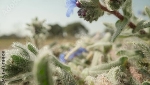 Desert plant Alkanna tinctoria with blue flowers. Dolly slider extreme close-up. photo