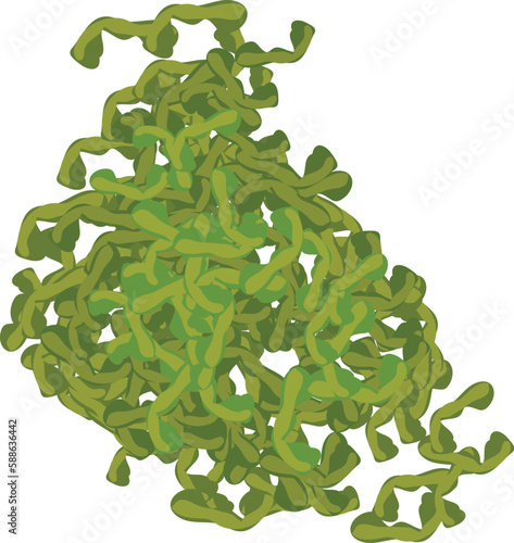 Laminaria dried icon isometric vector. Genus of seaweed from brown algae class. Environment, underwater world, algology
