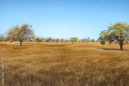 Fototapeta Landscape view of the savanna
