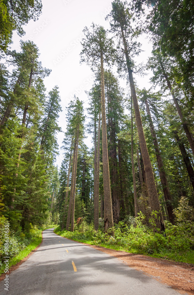 Towering Redwoods at Redwood National Park Towering Redwoods at Redwood National Park