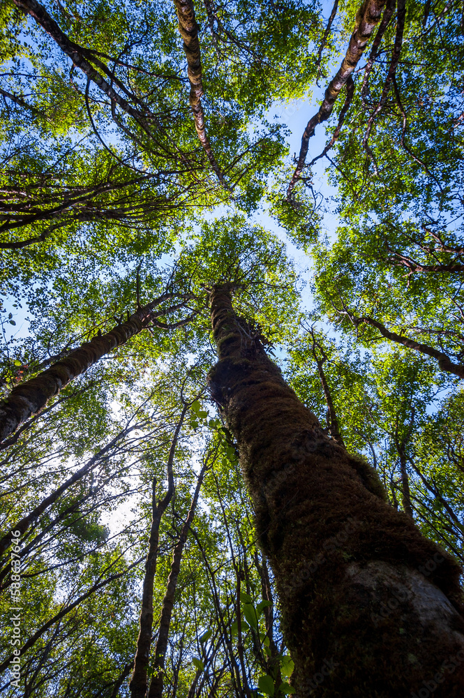 Fototapeta premium Canopy of Redwoods at Redwood National Park