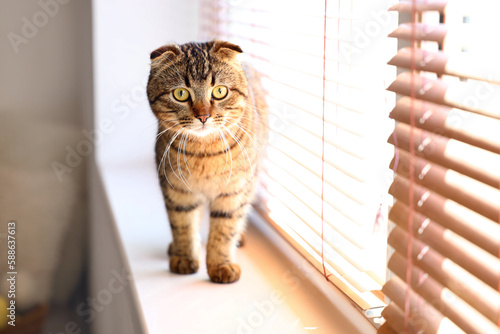 Striped Scottish fold cat on window sill at home