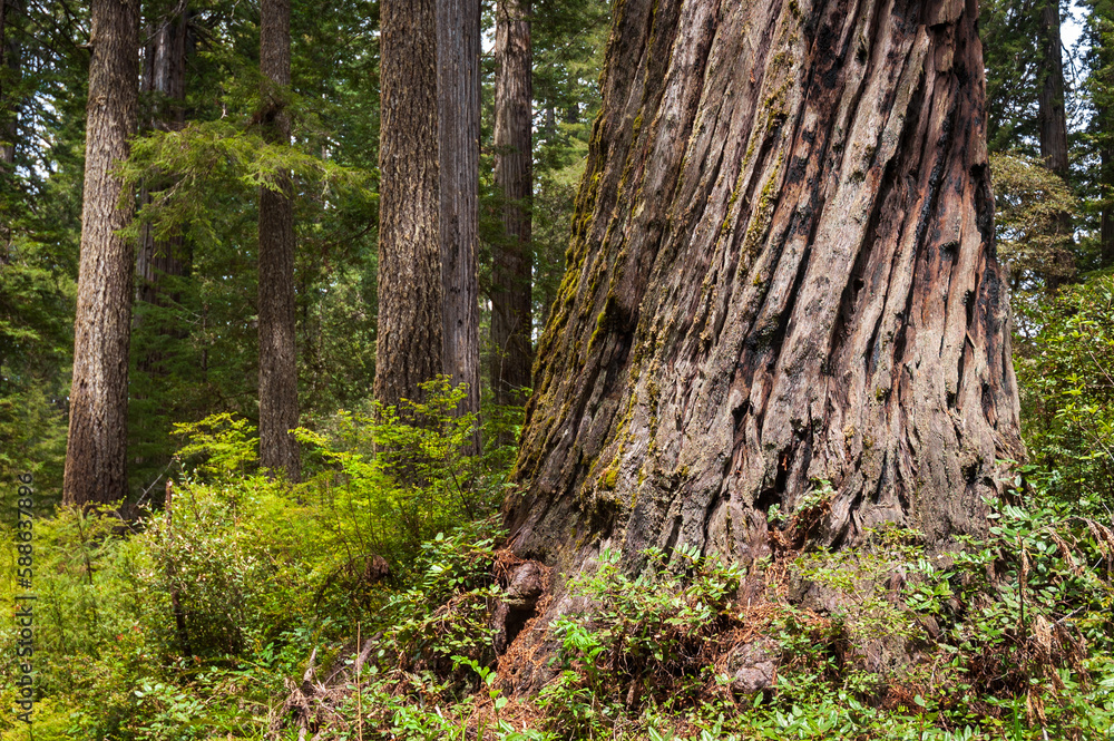 Towering Redwoods at Redwood National Park Towering Redwoods at Redwood National Park