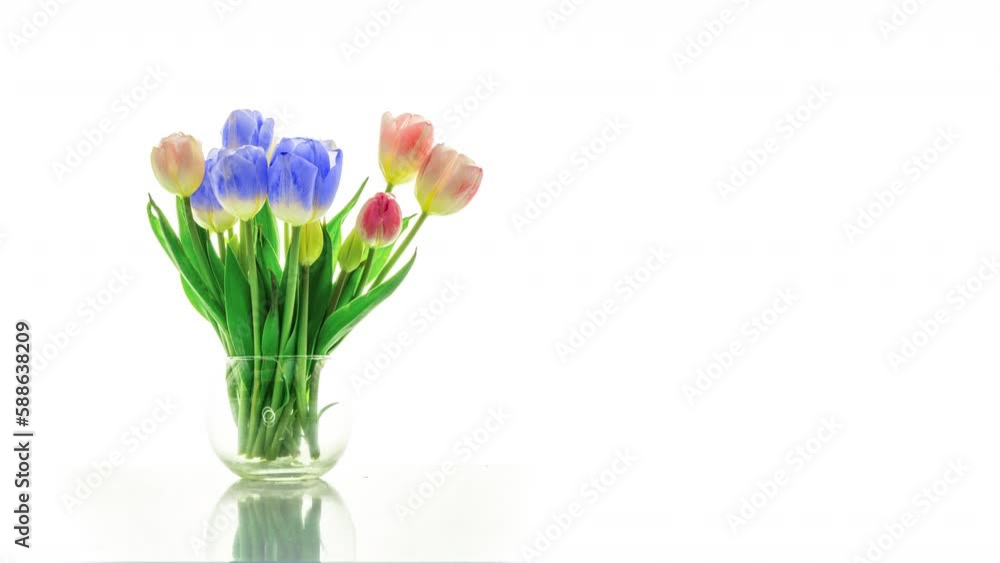 Beautiful red tulip flowers background. Beautiful bouquet of Red tulips on a white background. Timelapse of red tulip flowers opening. Springtime. Mother's day, Holiday, Love, birthday, Easter backgro Beautiful red tulip flowers background. Beautiful bouquet of Red tulips on a white background. Timelapse of red tulip flowers opening. Springtime. Mother's day, Holiday, Love, birthday, Easter backgro