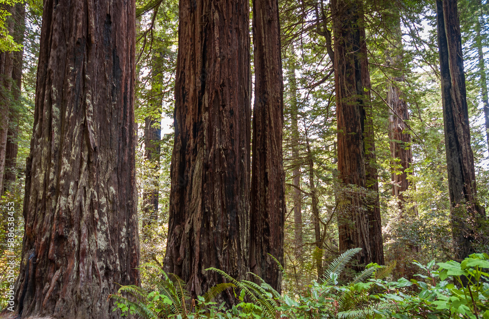 Towering Redwoods at Redwood National Park Towering Redwoods at Redwood National Park